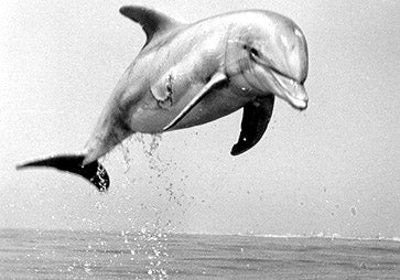 dolphin jumping out of the water
